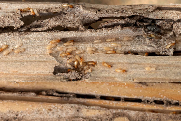 Best Pest Prevention Services  in Waipio Acres, HI